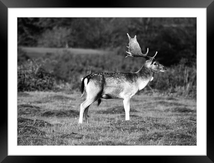 Deer at knole park kent Framed Mounted Print by stuart bingham