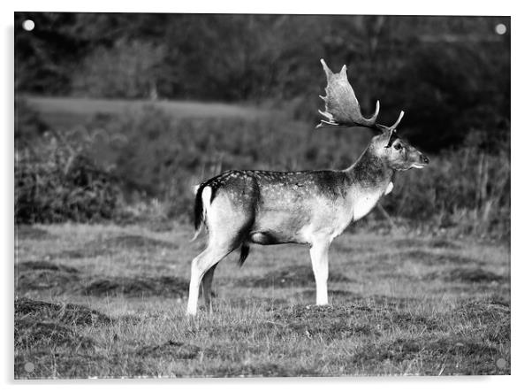 Deer at knole park kent Acrylic by stuart bingham