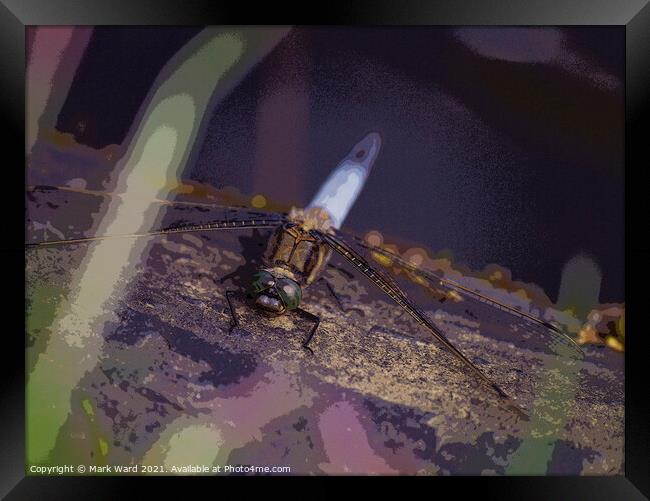 Otherworldly Dragonfly Framed Print by Mark Ward