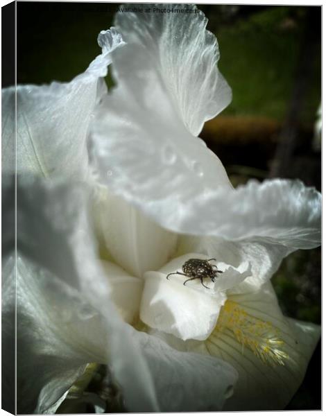 Iris with beetle Canvas Print by Philip Teale