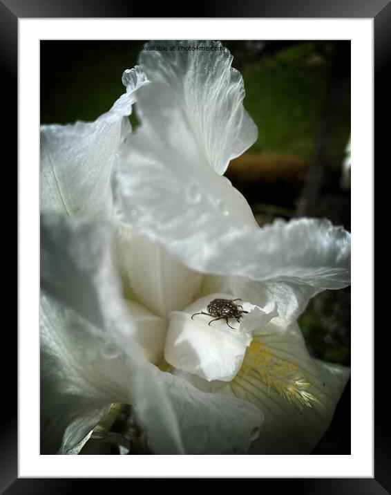 Iris with beetle Framed Mounted Print by Philip Teale