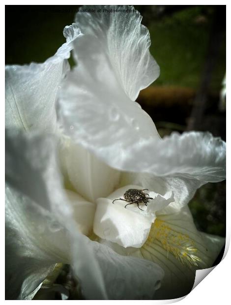 Iris with beetle Print by Philip Teale