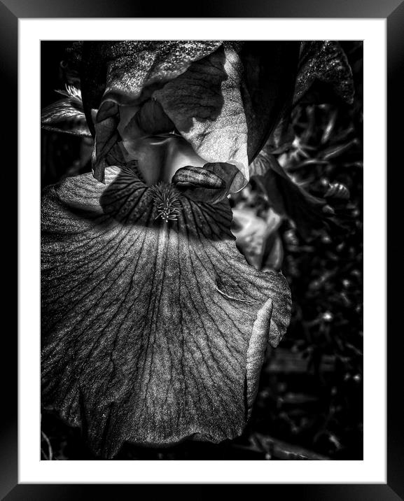 Iris monochrome Framed Mounted Print by Philip Teale