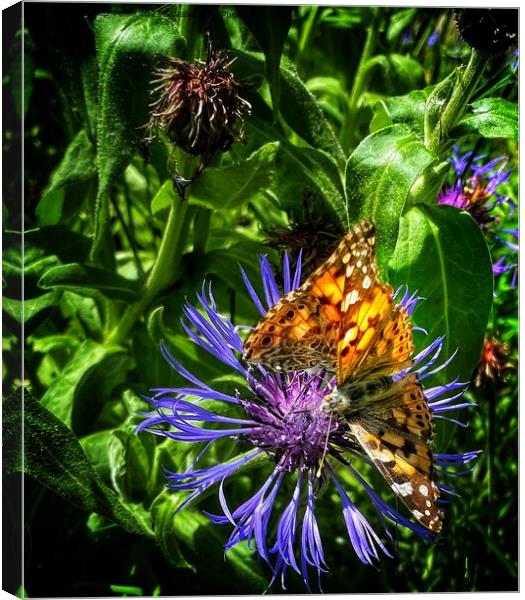 Butterflies on cornflower Canvas Print by Philip Teale