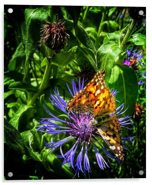 Butterflies on cornflower Acrylic by Philip Teale