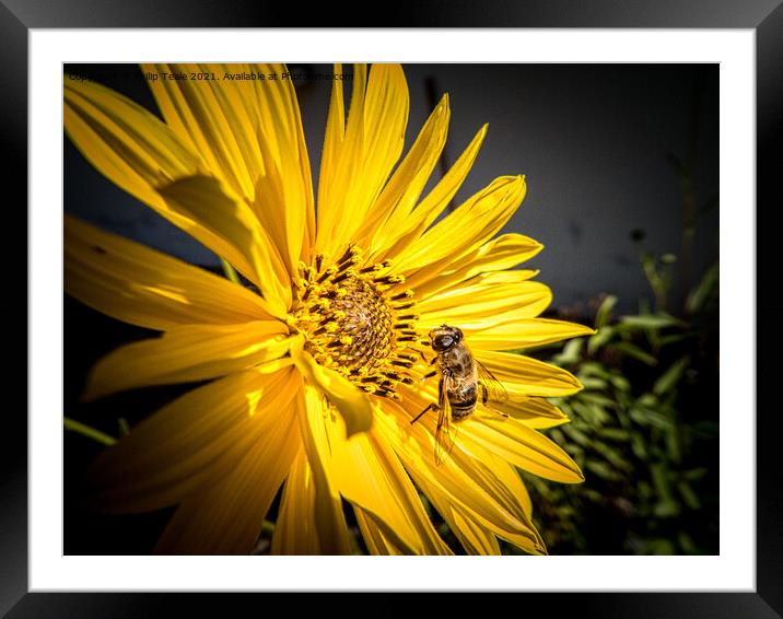 bee on sunflower Framed Mounted Print by Philip Teale