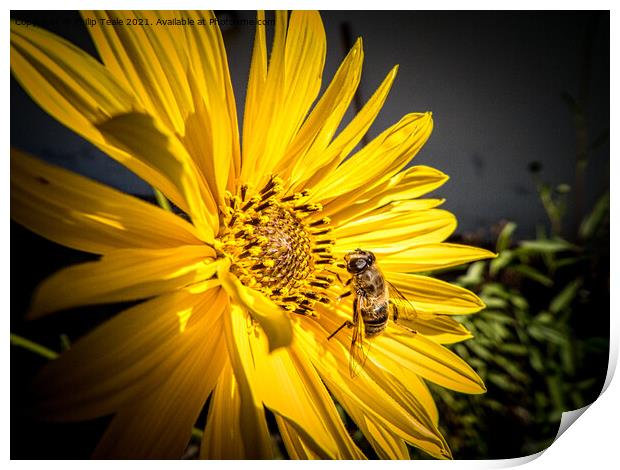 bee on sunflower Print by Philip Teale