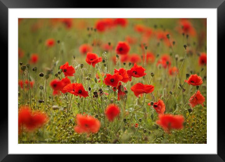 wind blown poppies Framed Mounted Print by Simon Johnson