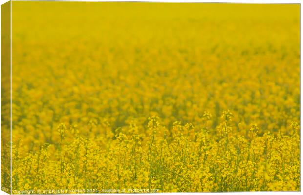 Field of Gold Canvas Print by STEPHEN THOMAS