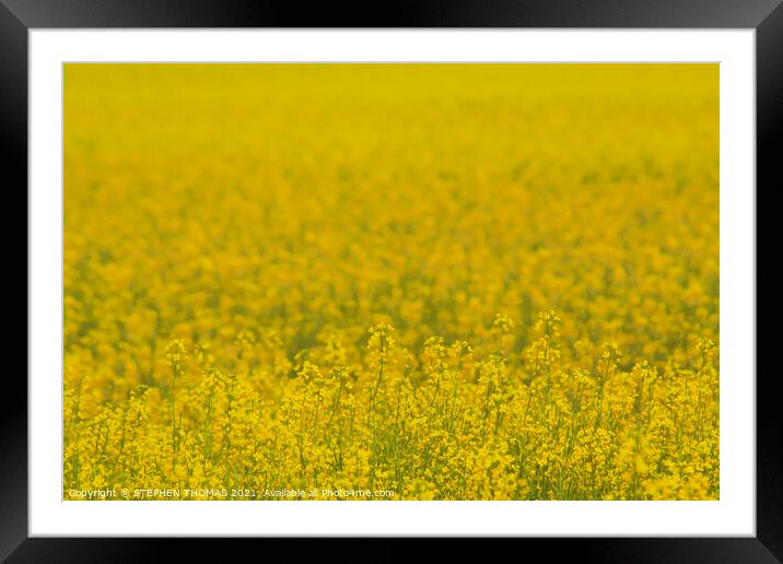 Field of Gold Framed Mounted Print by STEPHEN THOMAS