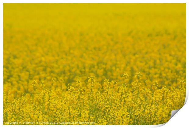 Field of Gold Print by STEPHEN THOMAS