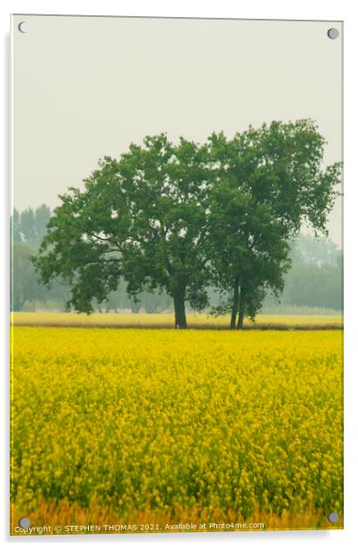 Trees in a Canola Field Acrylic by STEPHEN THOMAS