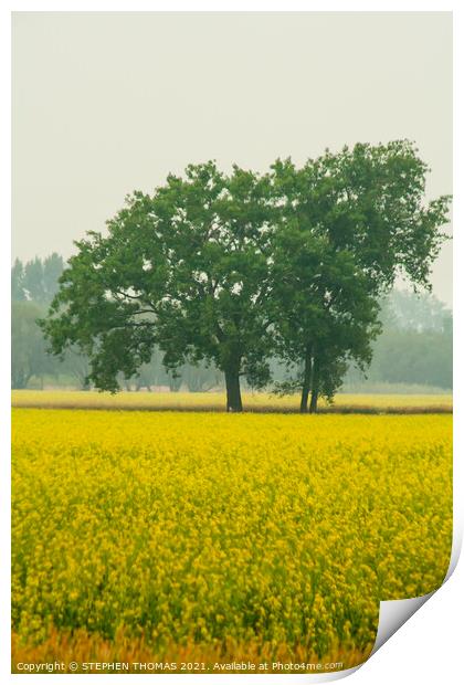 Trees in a Canola Field Print by STEPHEN THOMAS
