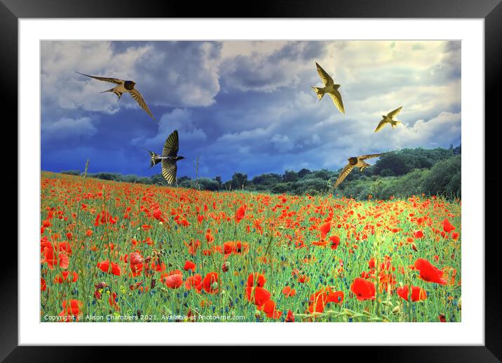 Swallows Framed Mounted Print by Alison Chambers