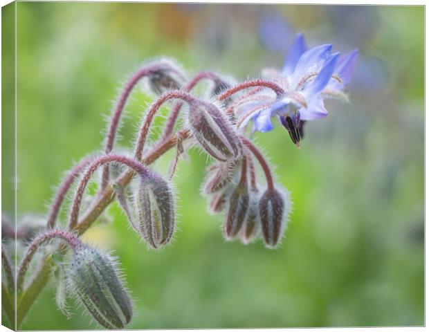 Borage in flower. Canvas Print by Bill Allsopp