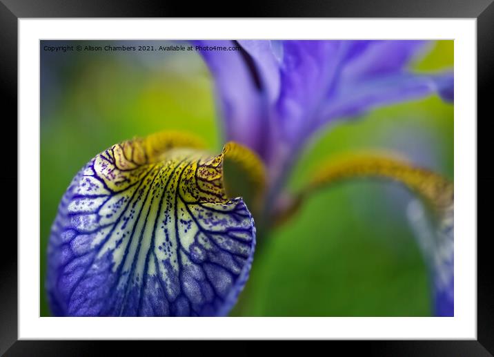 Iris Petal  Framed Mounted Print by Alison Chambers