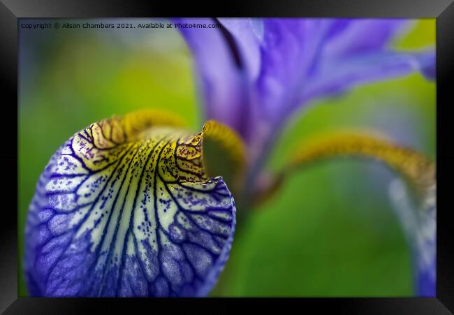 Iris Petal  Framed Print by Alison Chambers