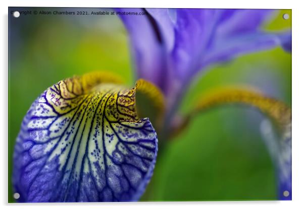 Iris Petal  Acrylic by Alison Chambers