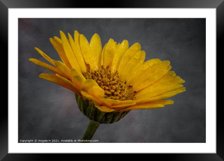 Yellow Flower Framed Mounted Print by Angela H