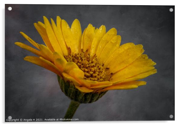 Yellow Flower Acrylic by Angela H
