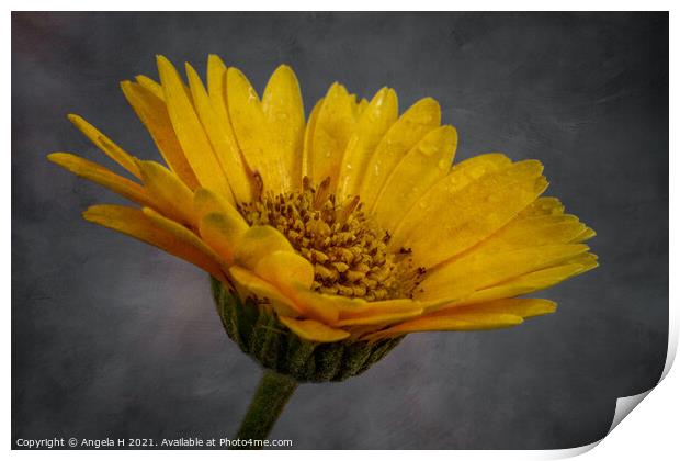 Yellow Flower Print by Angela H