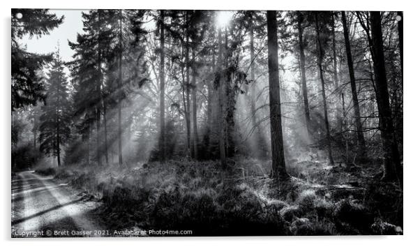New Forest Misty Rays Acrylic by Brett Gasser