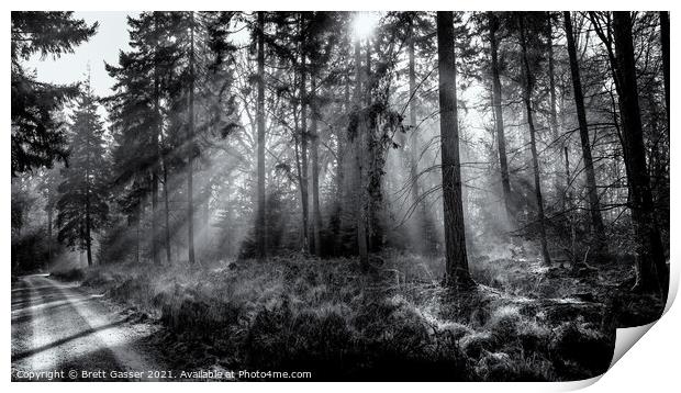 New Forest Misty Rays Print by Brett Gasser
