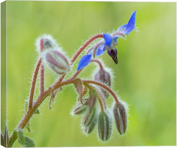 Close up of a Borage flower. Canvas Print by Bill Allsopp