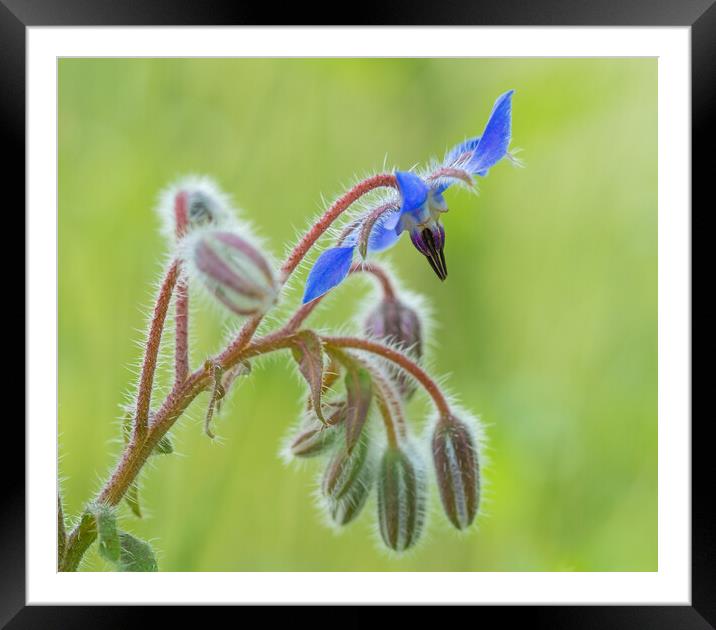 Close up of a Borage flower. Framed Mounted Print by Bill Allsopp