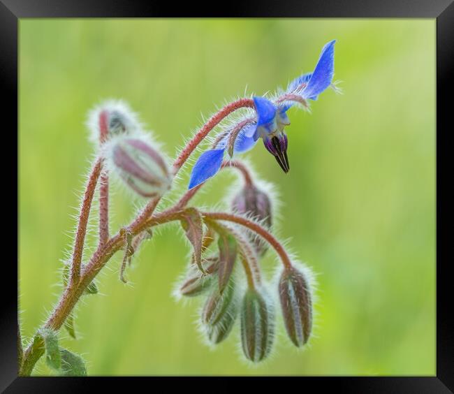 Close up of a Borage flower. Framed Print by Bill Allsopp