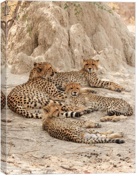 Cheetahs in the Okavango Delta Canvas Print by Dirk Rüter