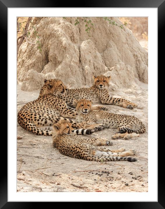 Cheetahs in the Okavango Delta Framed Mounted Print by Dirk Rüter