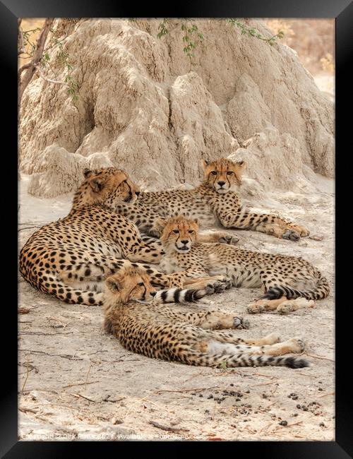 Cheetahs in the Okavango Delta Framed Print by Dirk Rüter