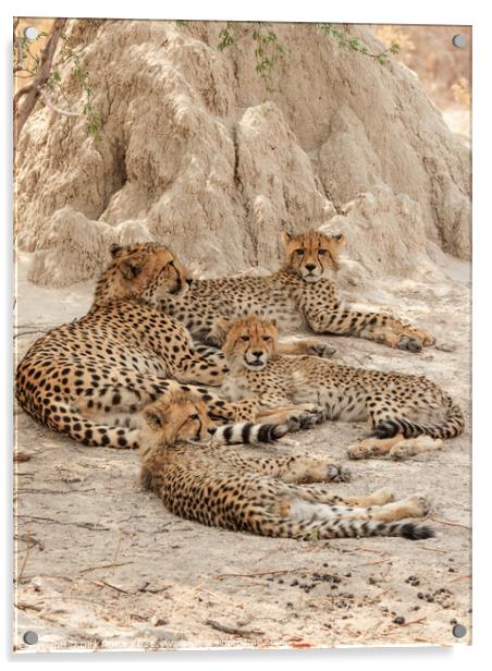 Cheetahs in the Okavango Delta Acrylic by Dirk Rüter
