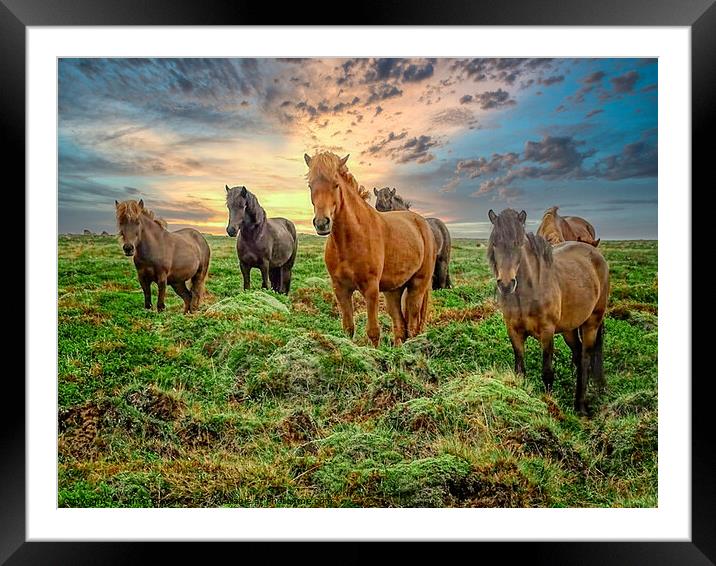 wild horses Framed Mounted Print by simon cowan