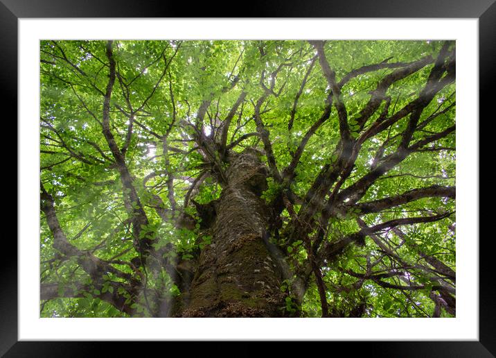 magical scene of sunbeams entering through the branches of a sturdy tree Framed Mounted Print by David Galindo