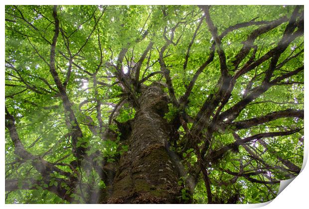 magical scene of sunbeams entering through the branches of a sturdy tree Print by David Galindo