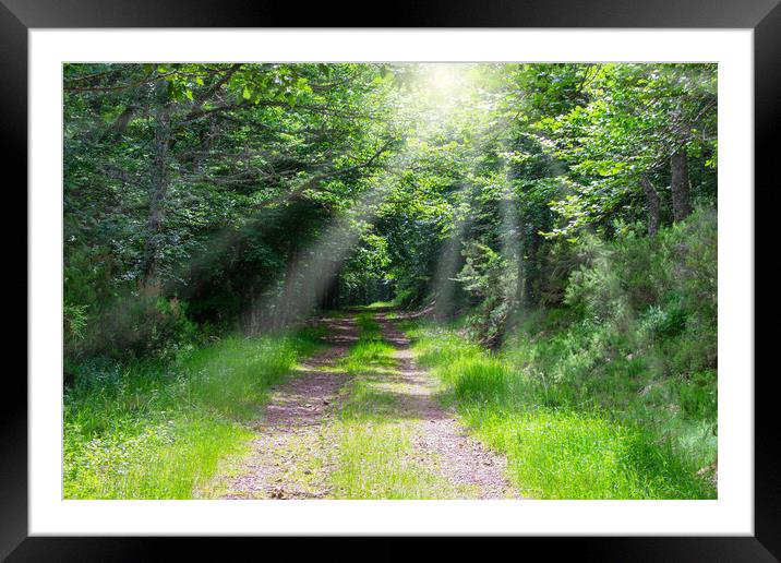 path in the forest with beams of light through the trees Framed Mounted Print by David Galindo