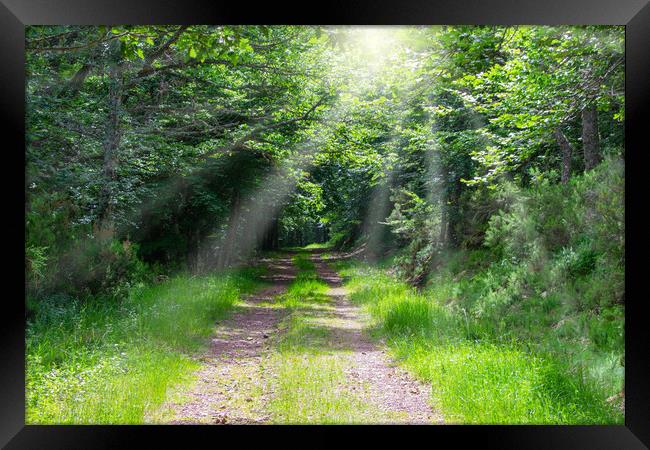 path in the forest with beams of light through the trees Framed Print by David Galindo