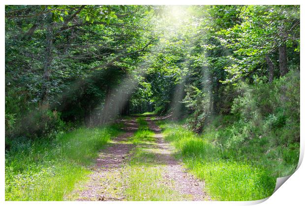 path in the forest with beams of light through the trees Print by David Galindo