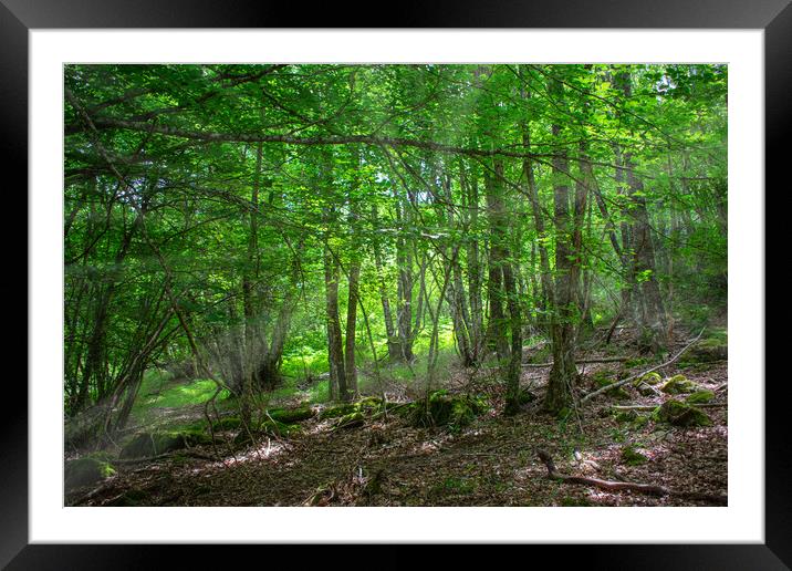 rays of sunlight entering through the trees in an enchanted forest Framed Mounted Print by David Galindo