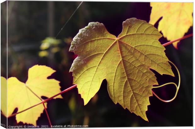 Sunlight Golden Autumn Grape Vine Canvas Print by Imladris 