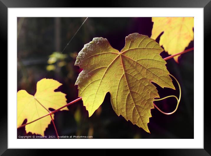 Sunlight Golden Autumn Grape Vine Framed Mounted Print by Imladris 