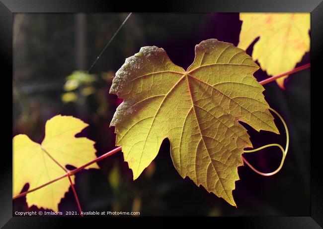 Sunlight Golden Autumn Grape Vine Framed Print by Imladris 