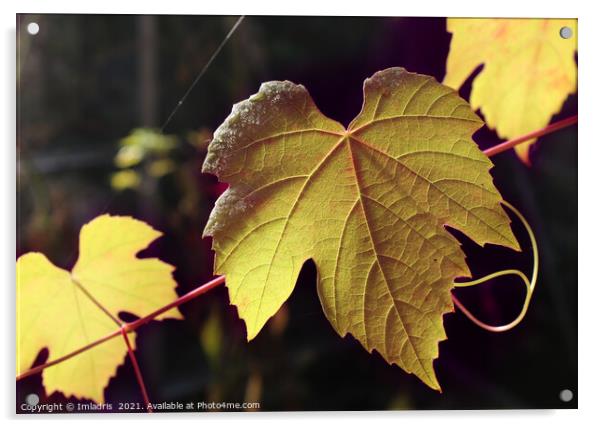 Sunlight Golden Autumn Grape Vine Acrylic by Imladris 