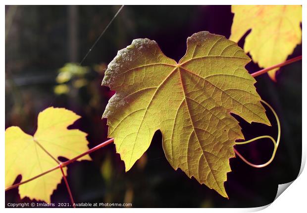 Sunlight Golden Autumn Grape Vine Print by Imladris 