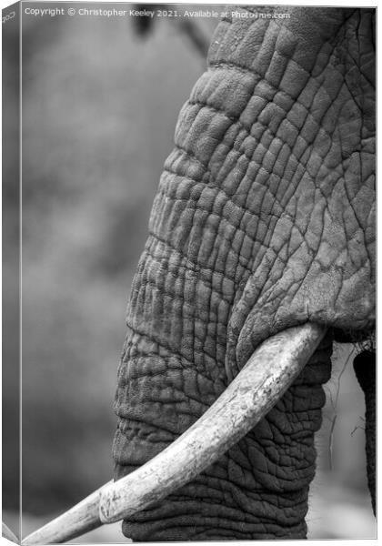 Black and white elephant trunk Canvas Print by Christopher Keeley