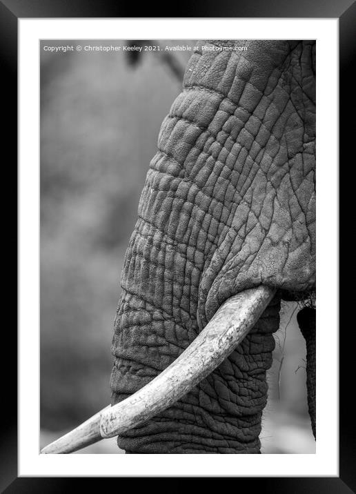 Black and white elephant trunk Framed Mounted Print by Christopher Keeley