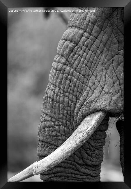Black and white elephant trunk Framed Print by Christopher Keeley