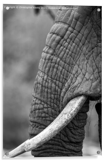 Black and white elephant trunk Acrylic by Christopher Keeley